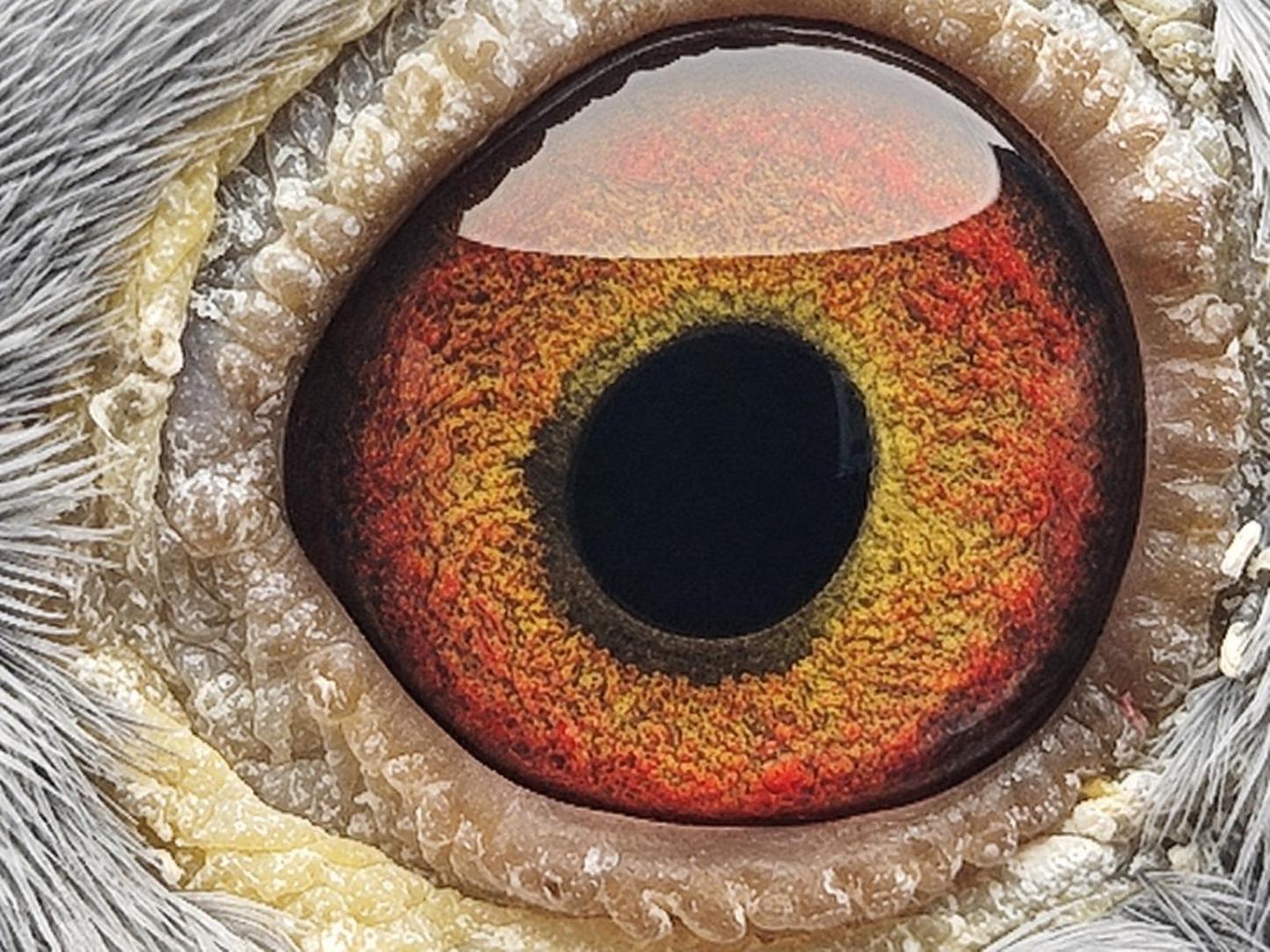 Pigeon eye